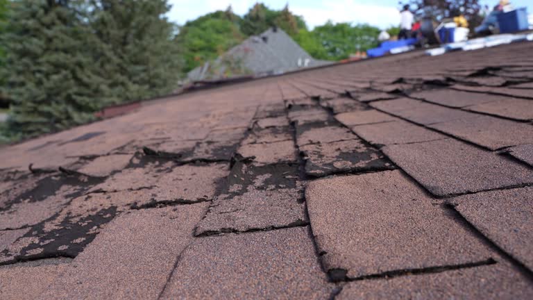 Best Roof Moss and Algae Removal  in Odem, TX